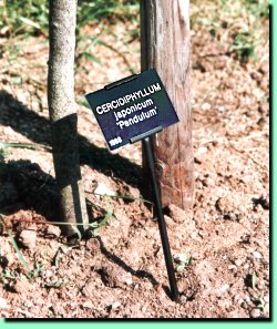 Tree Define Label